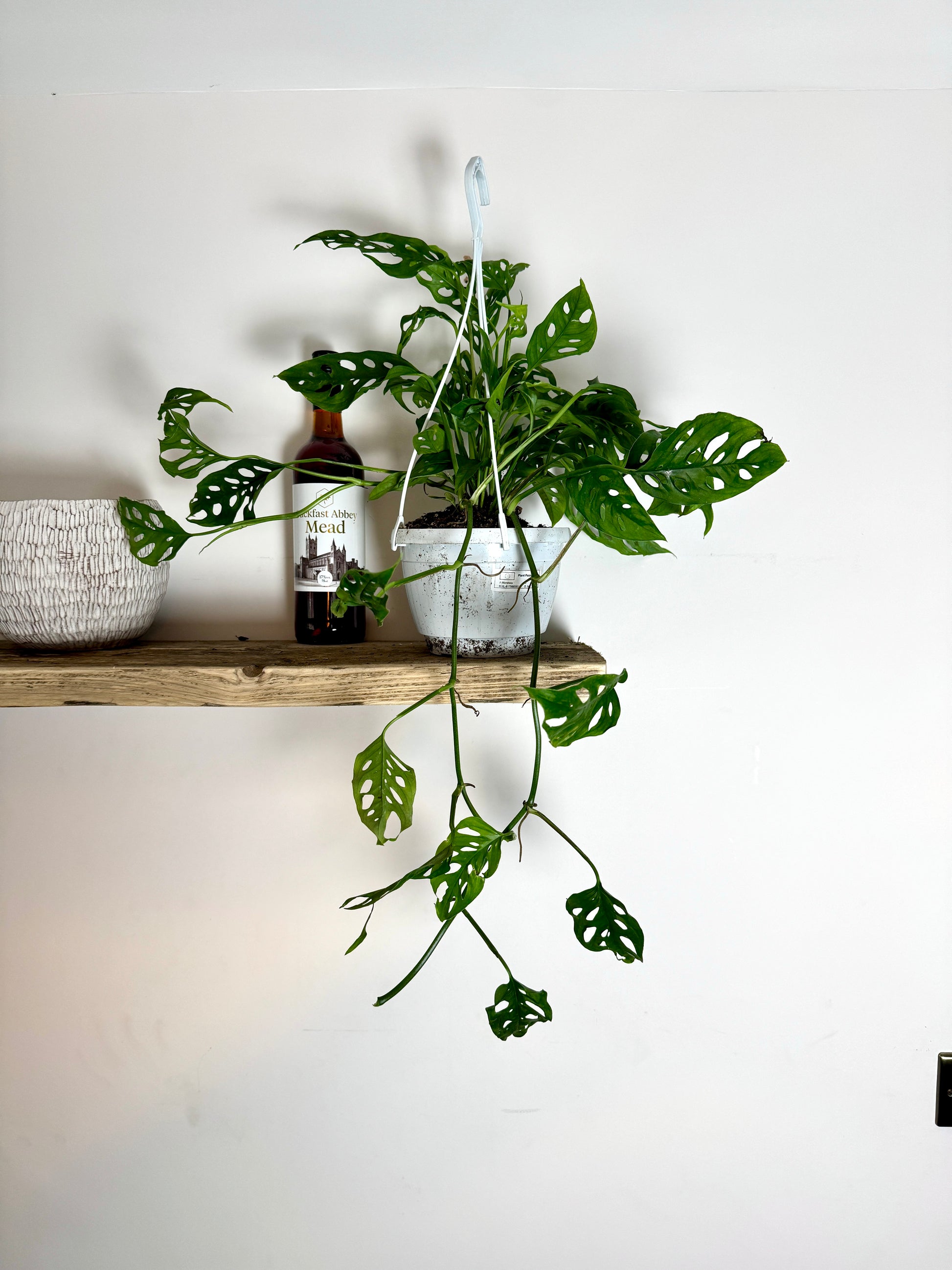 hanging monkey plant 50cm Hanging Monstera Adansonii (Monkey Mask Cheese Plant) – Bristol Plant Man