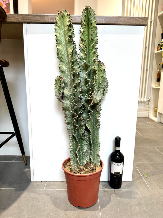 100cm Euphorbia Variegated Marmorata Cactus