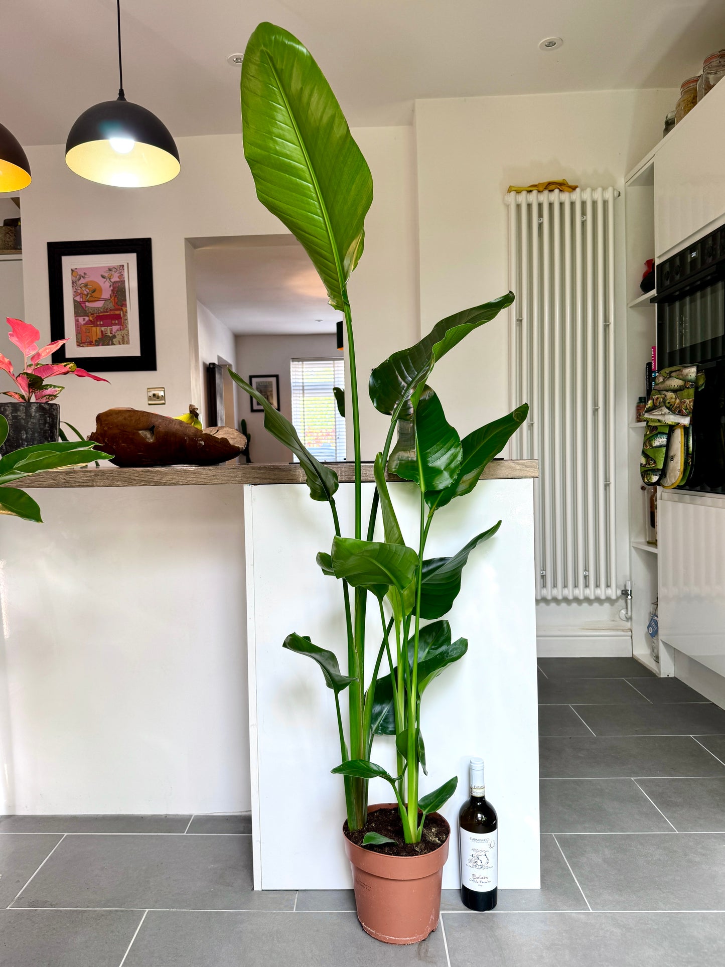 150cm Strelitzia Nicolai (Bird of Paradise)