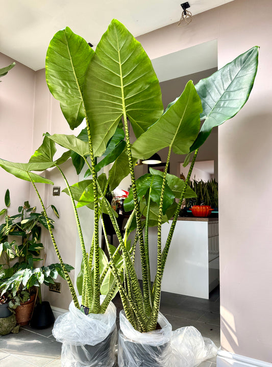 190cm Alocasia Zebrina