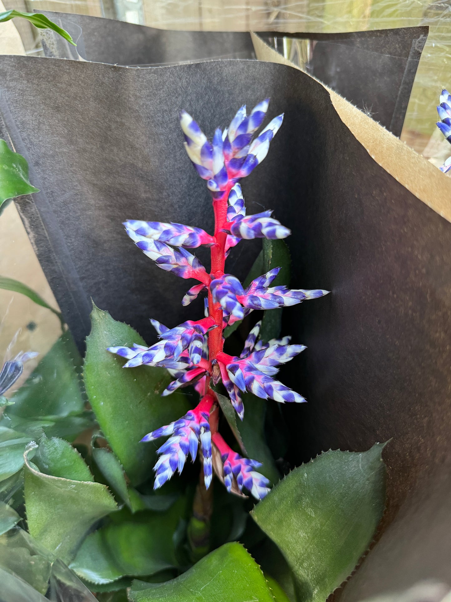 70cm Aechmea Blue Rain