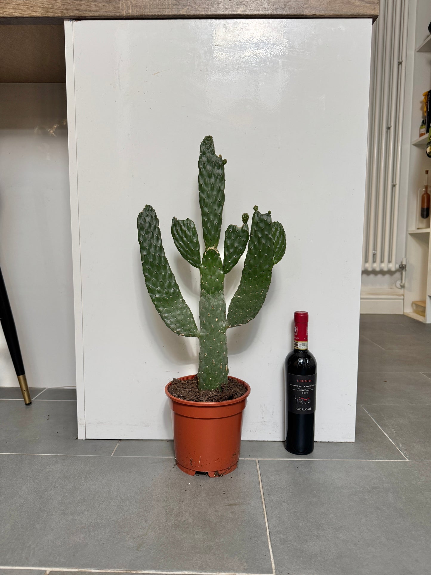 70cm Opuntia Cactus