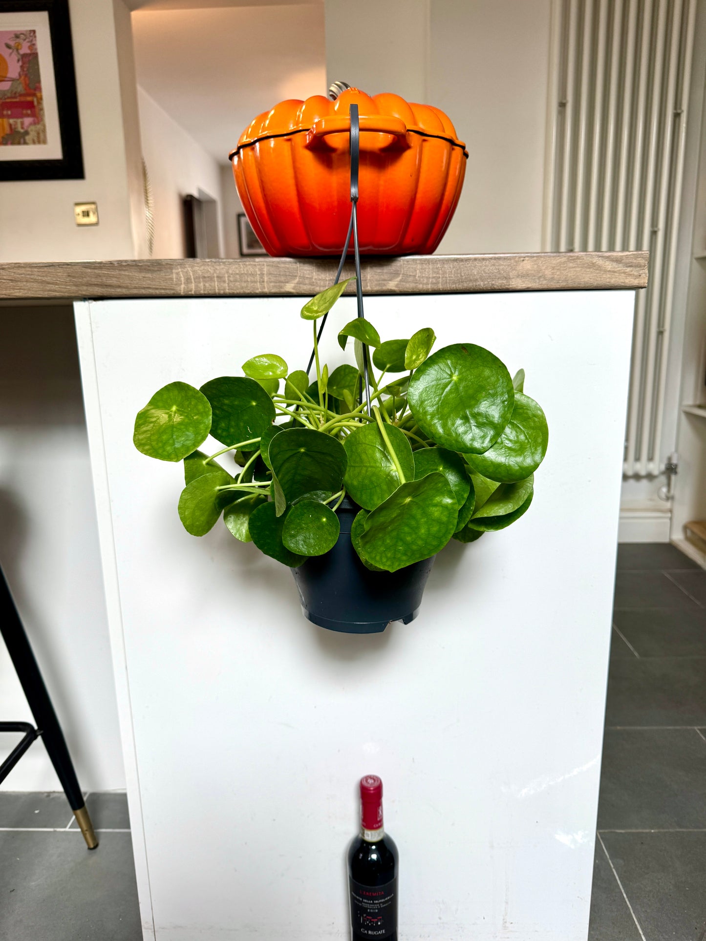 40cm Pilea Peperomioides (Chinese money plant)