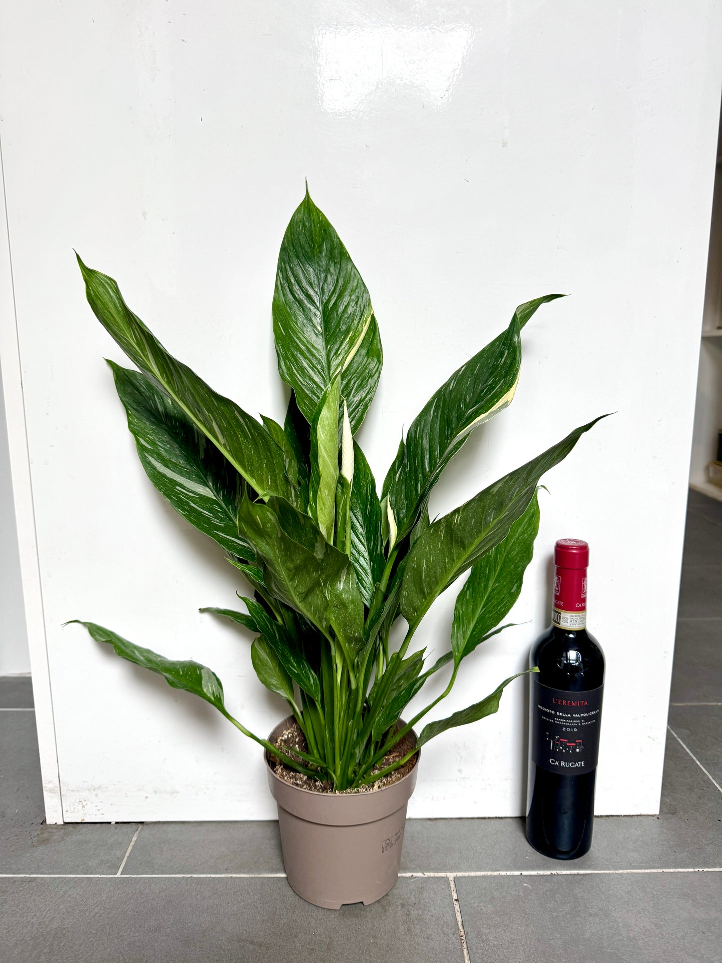 60cm Variegated Peace Lily