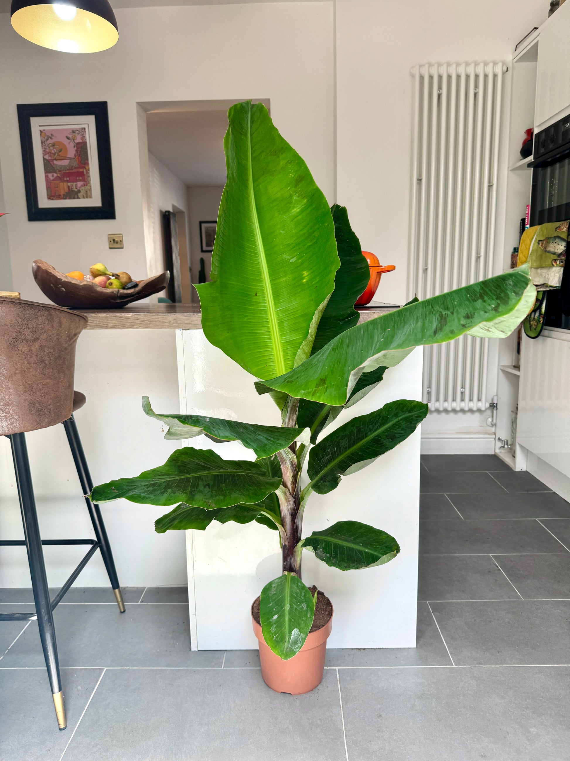 large indoor banana plant uk 140cm Musa Dwarf Cavendish (Banana Plant) – Bristol Plant Man