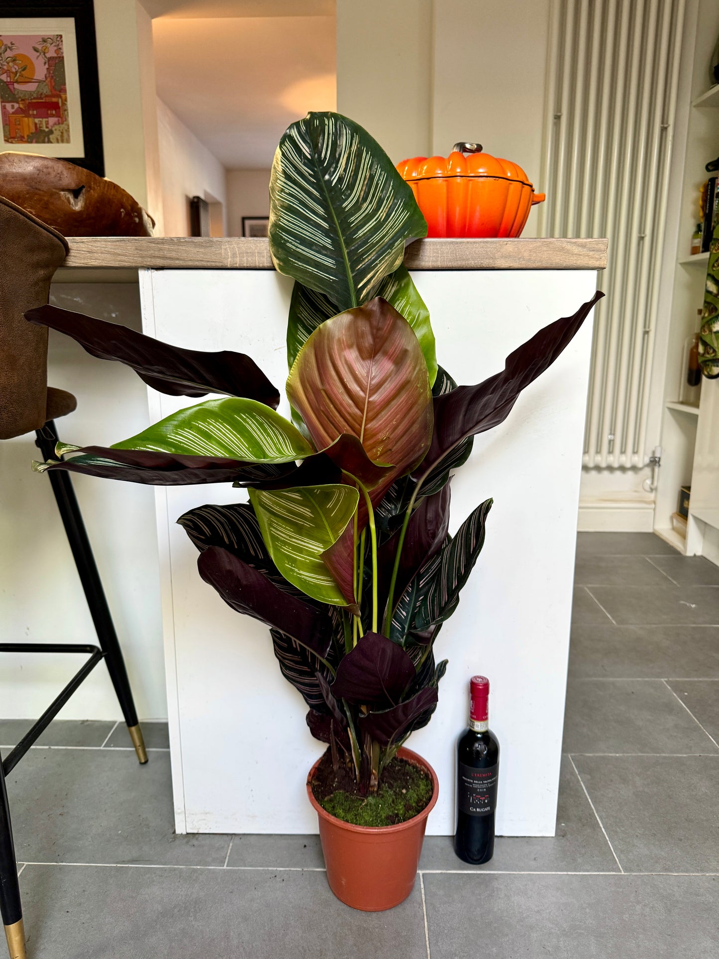 100cm Calathea Sanderiana