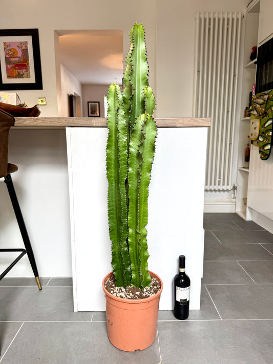 120cm Euphorbia Cactus