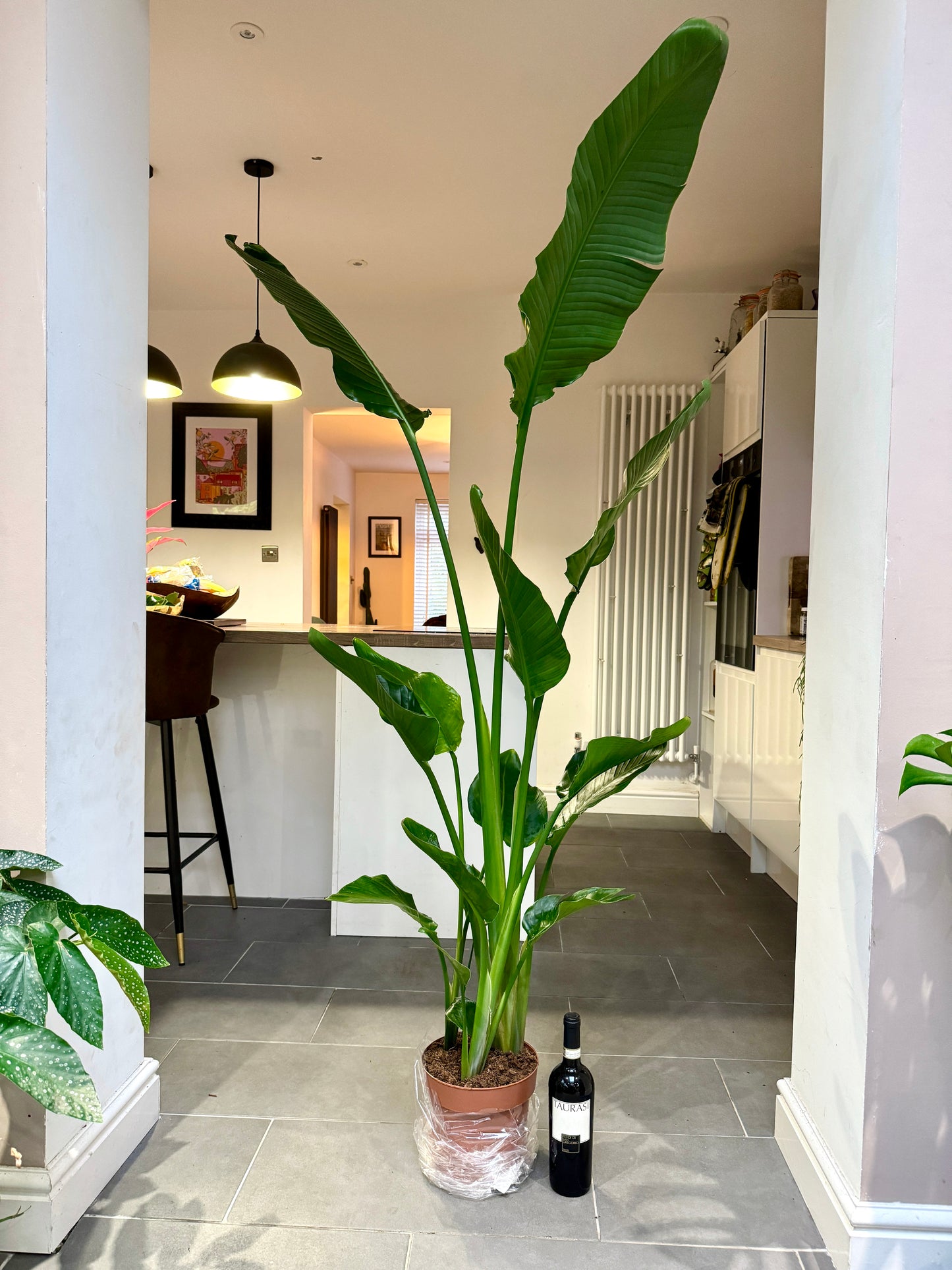 170cm Strelitzia Nicolai (Bird of Paradise)