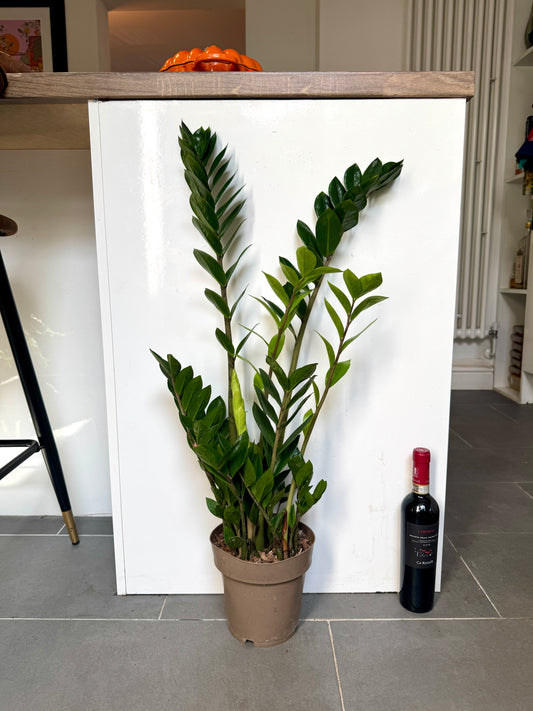 75cm ZZ Plant - Zamioculcas Zamiifolia