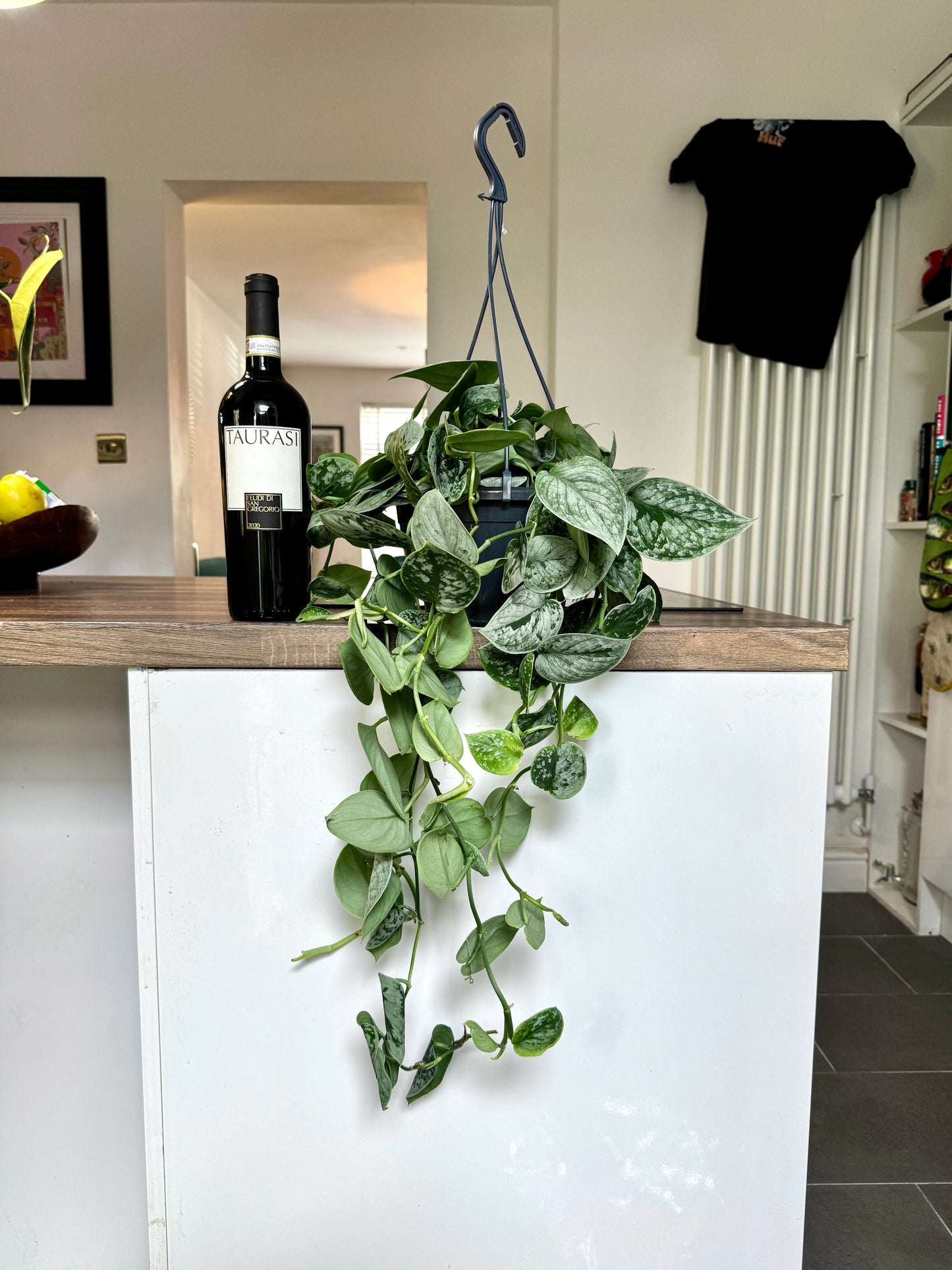 60cm XL Satin Pothos (Scindapsus Argyraeus)