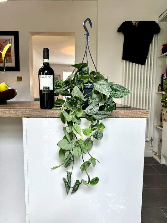 60cm XL Satin Pothos (Scindapsus Argyraeus)