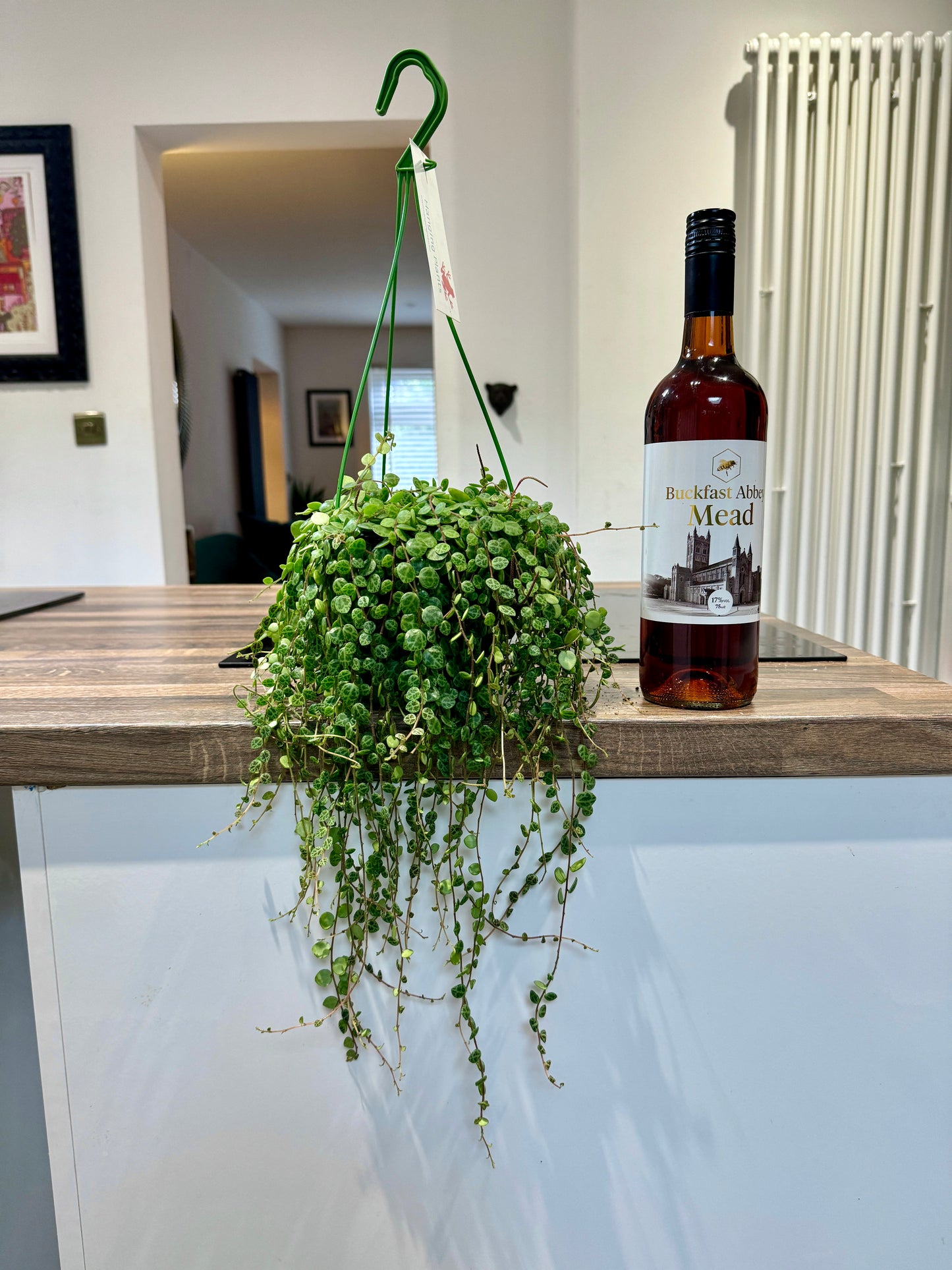 40cm String of Turtles (Peperomia Prostrata)