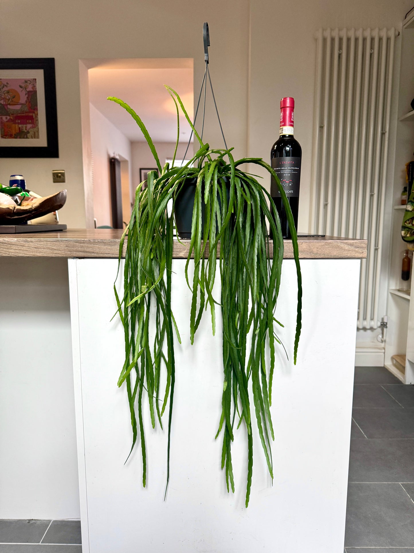 70cm Lepismium Bolivianum