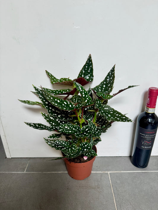 35cm Begonia Maculata