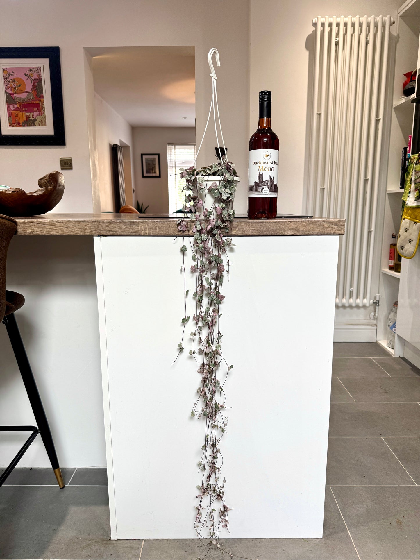 70cm Variegated Hanging String of Hearts (Ceropegia woodii)
