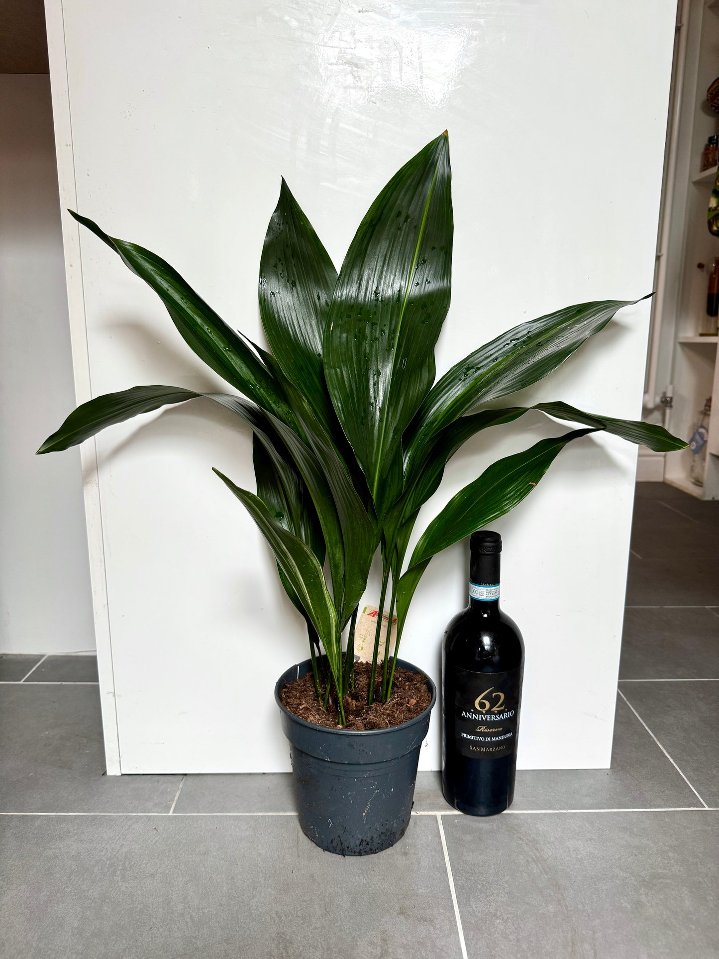 70cm Aspidistra Elatior (Cast Iron Plant)