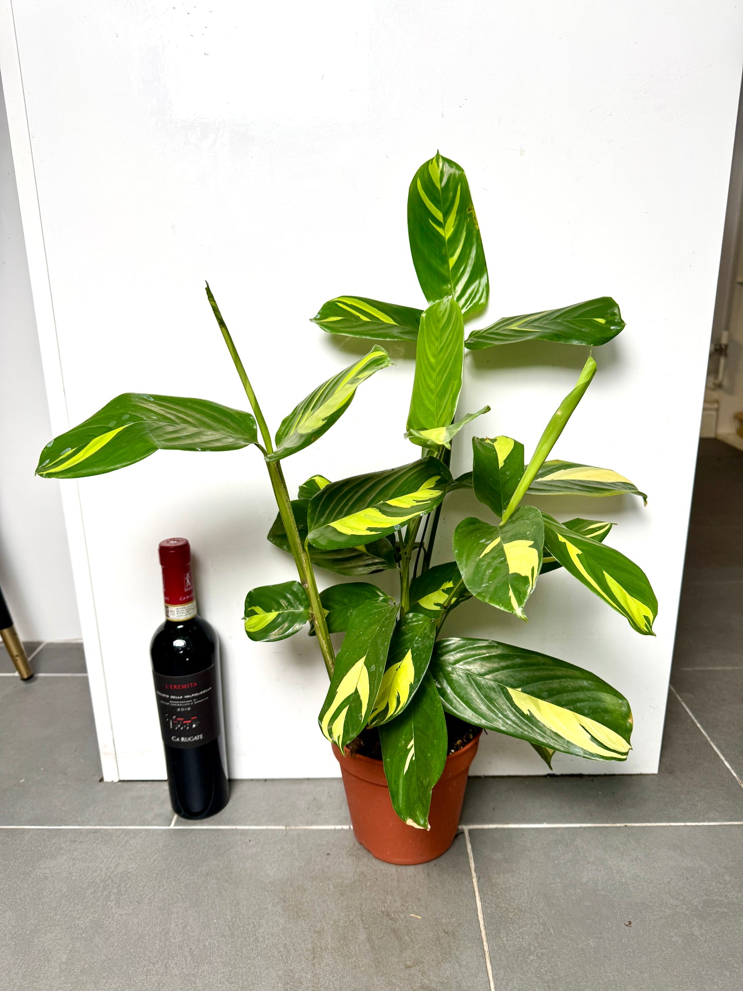 60cm Ctenanthe Pilosa Golden Mosaic