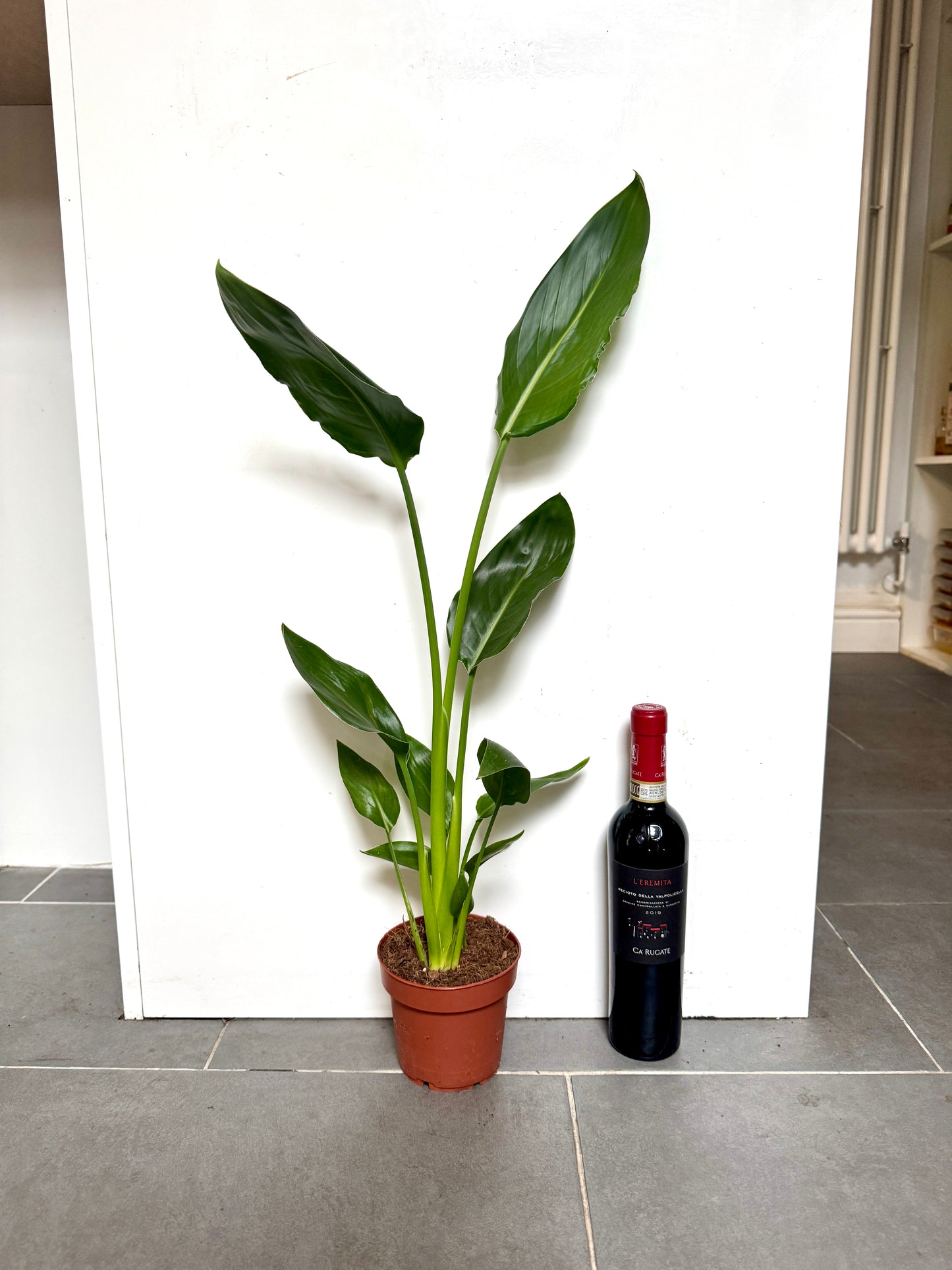 60cm Strelitzia Reginae (Orange Flowering Bird of Paradise)