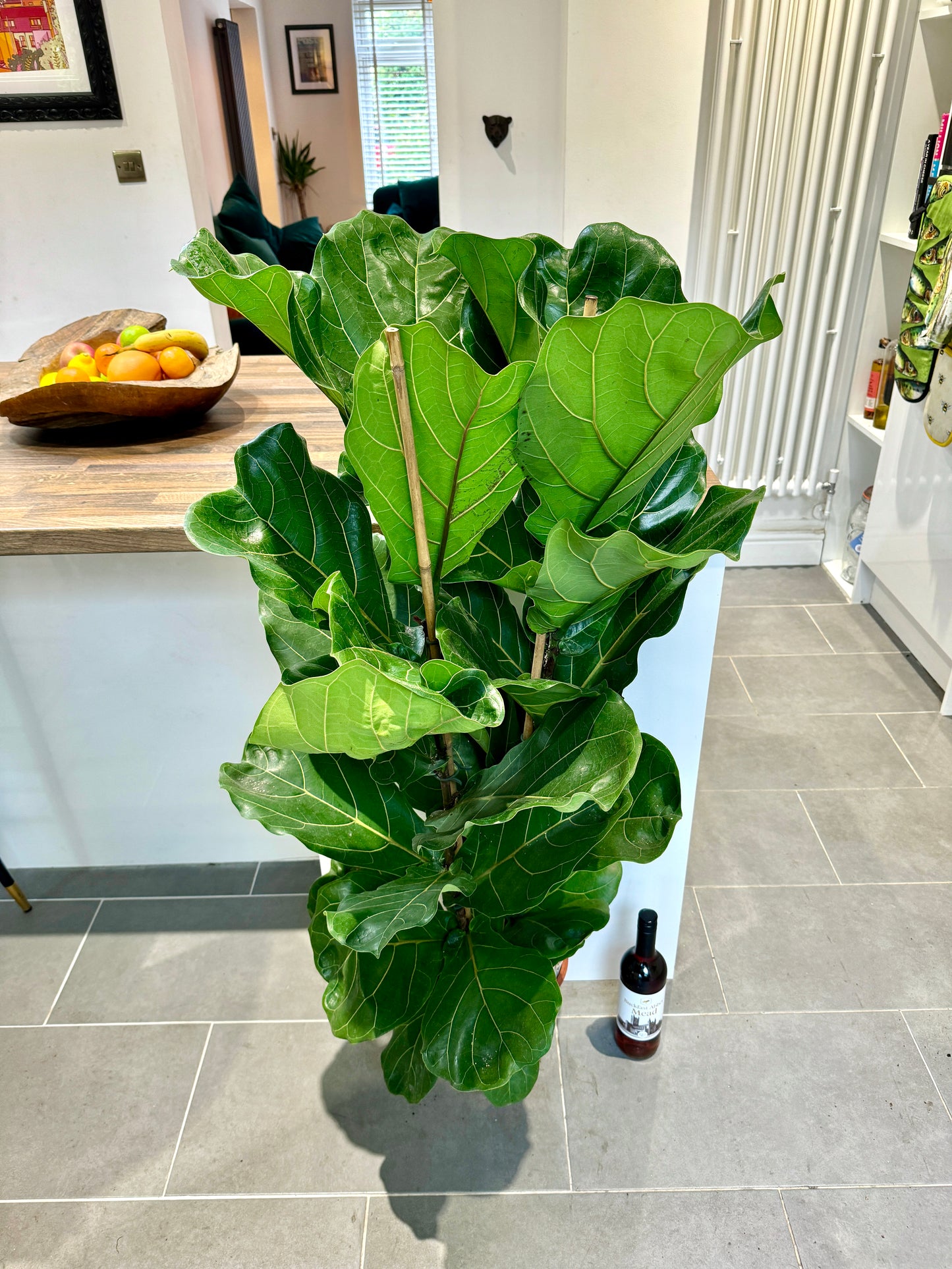 140cm Double Stemmed Ficus Lyrata (Fiddle leaf fig)