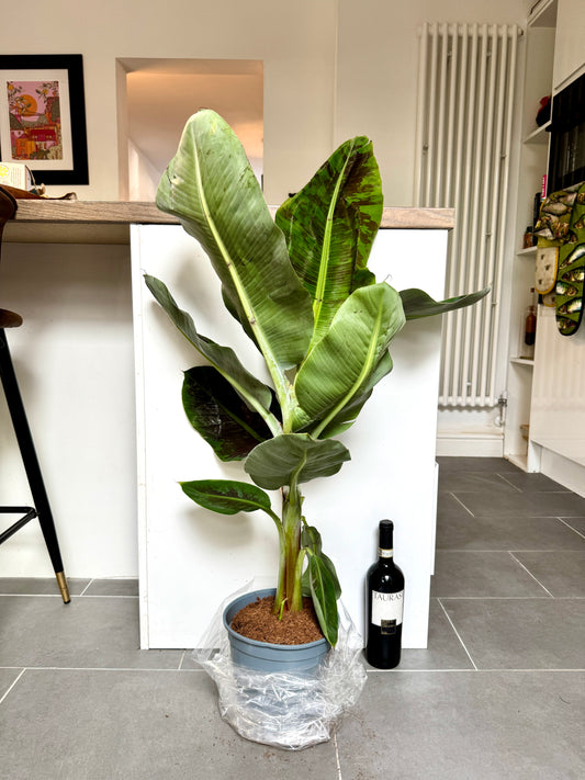 100cm Banana Tree (Musa Dwarf Cavendish)