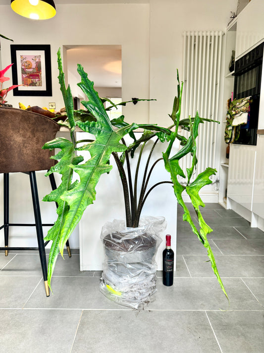 120cm Giant Alocasia Sabrina Narrow