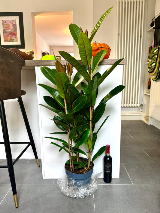 110cm Ficus Americana Guianensis