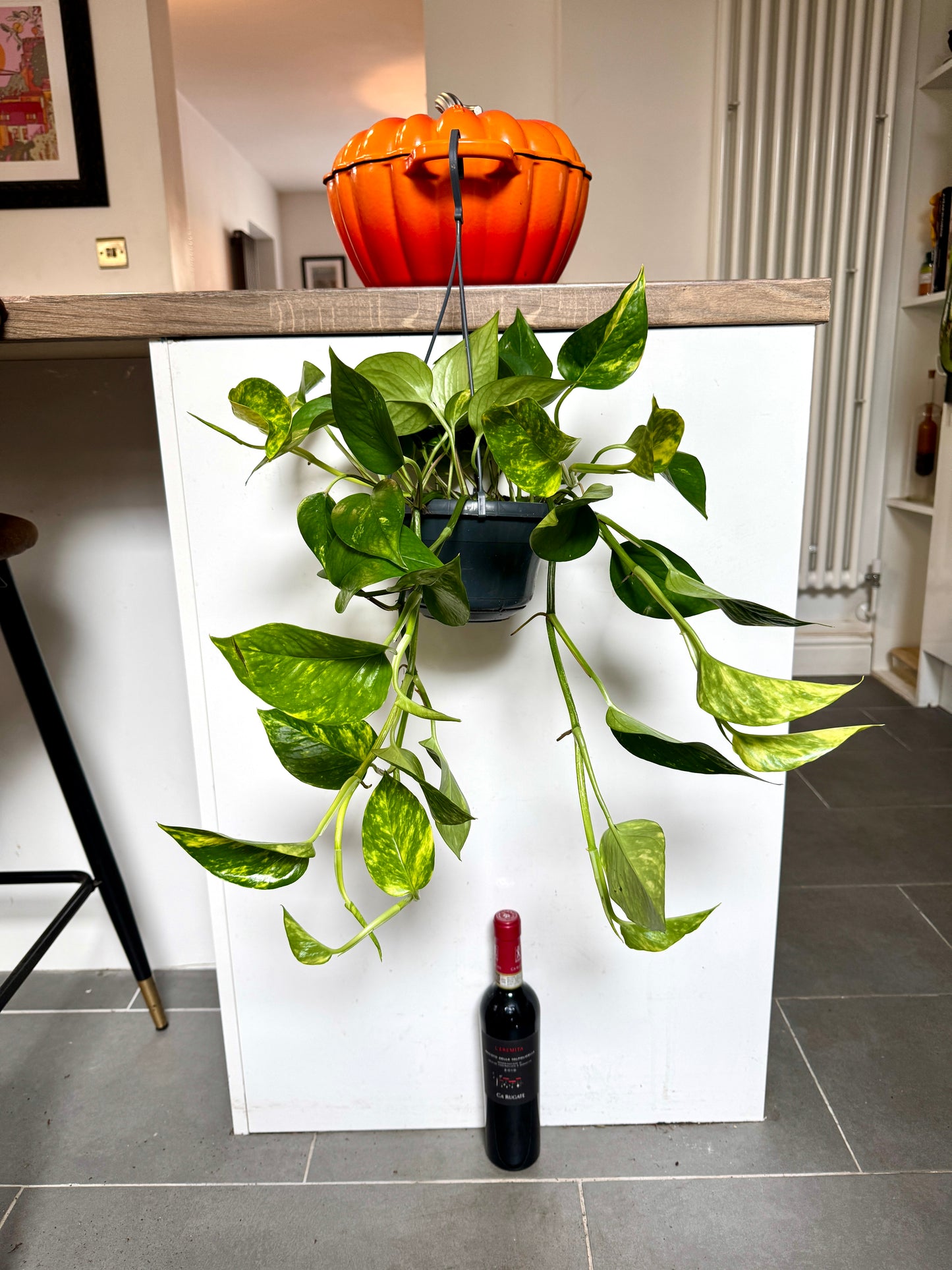 60cm Hanging Devils Ivy