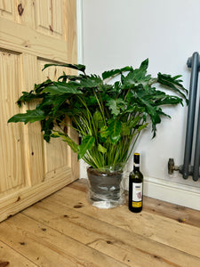 75cm Philodendron Xanadu