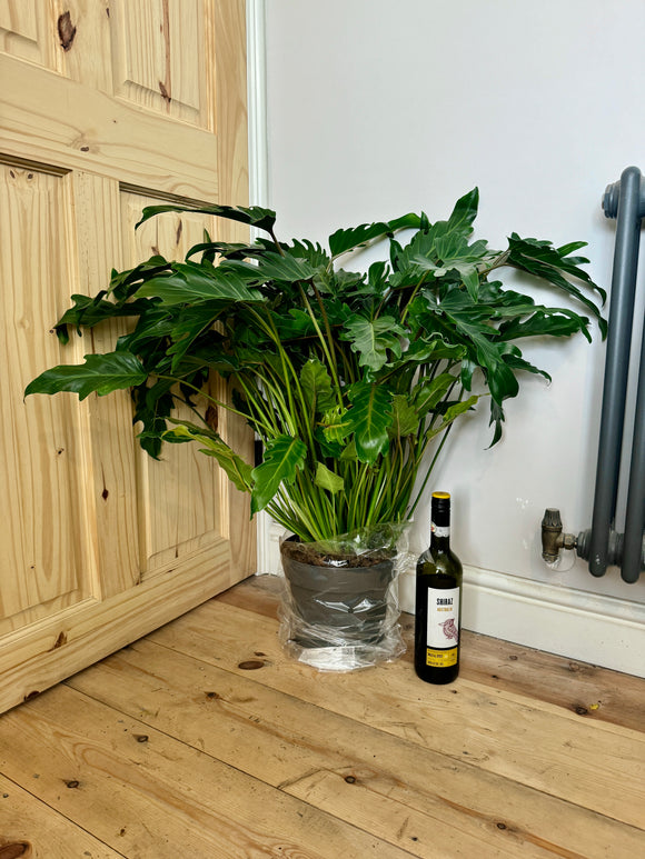 75cm Philodendron Xanadu