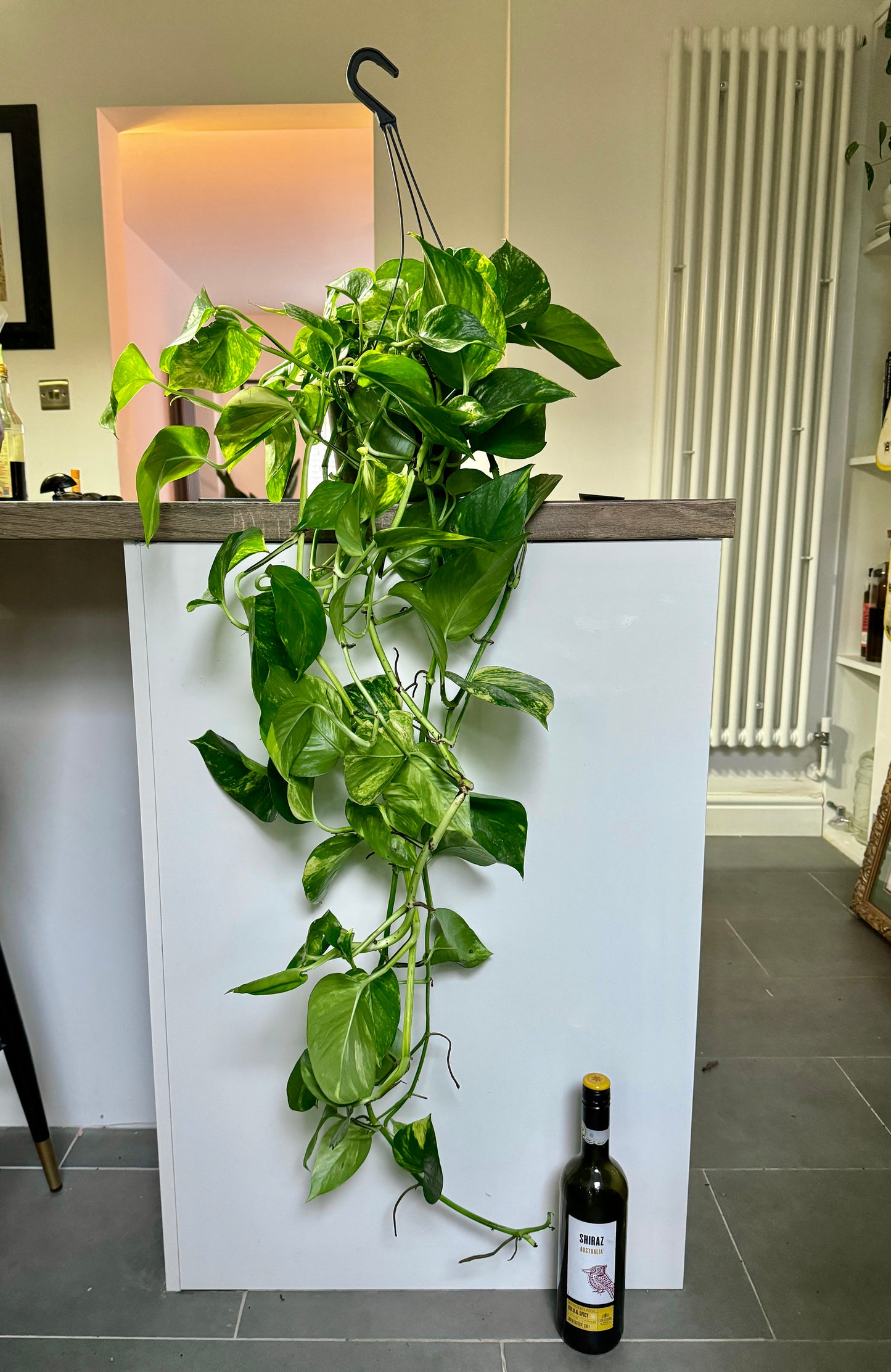 150cm Hanging Devils Ivy