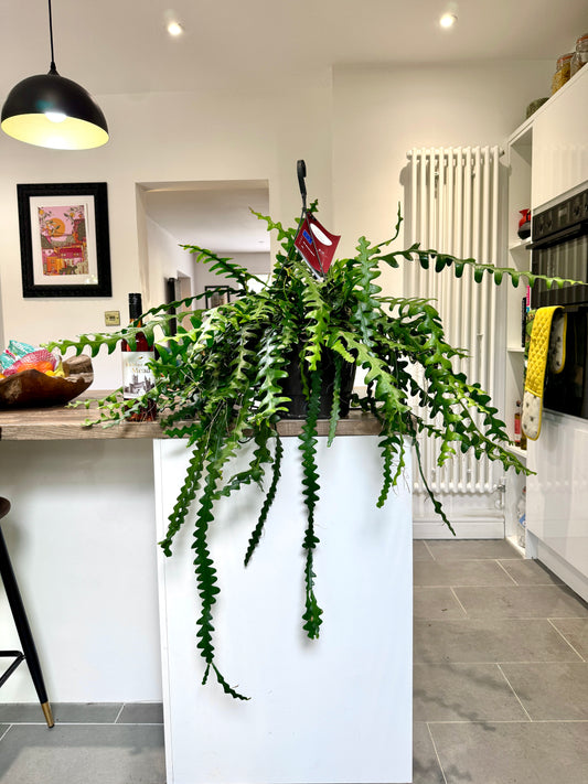 130cm Epiphyllum Anthonyanus (Fishbone Cactus)