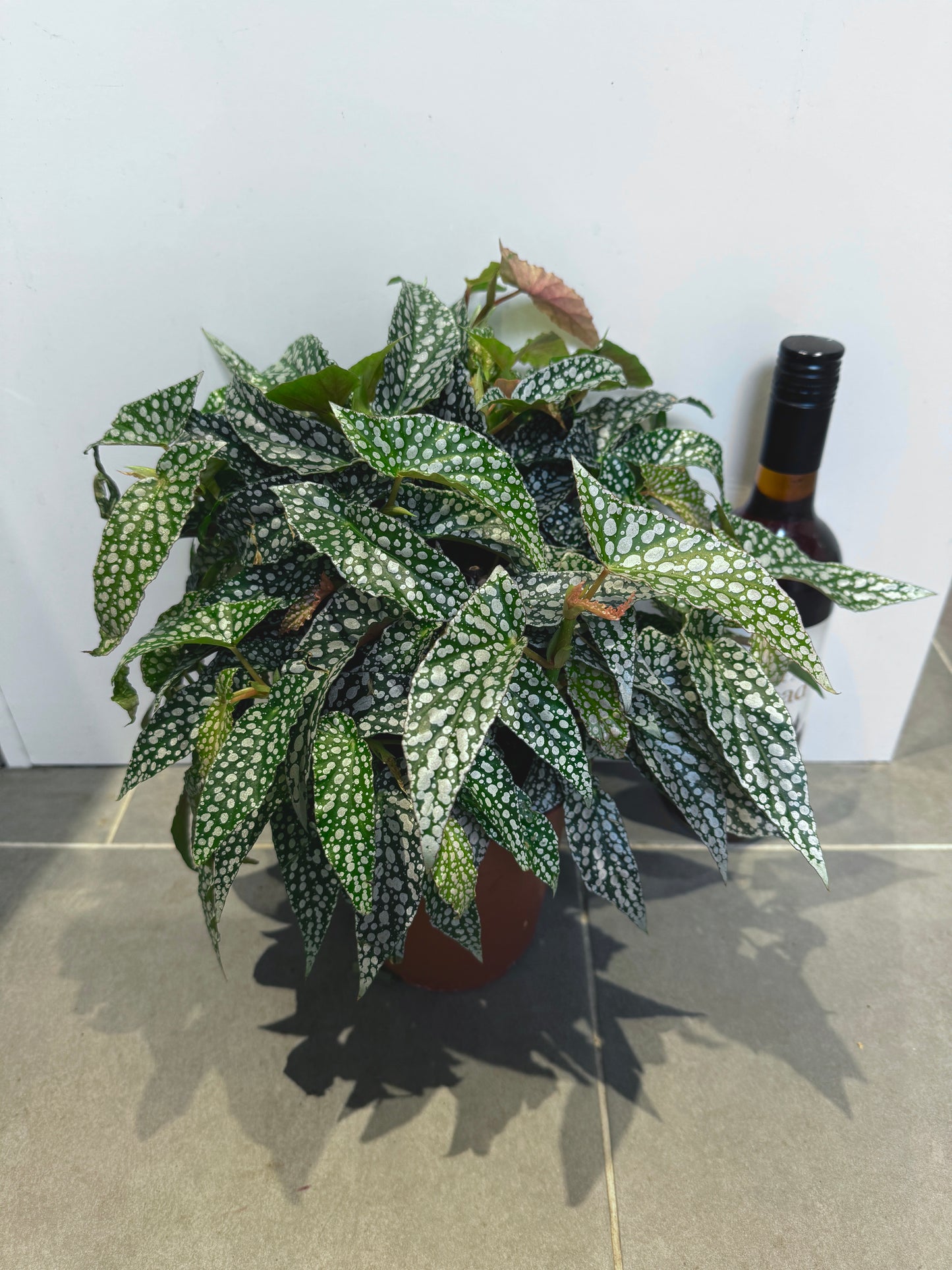 30cm Begonia Double Dot