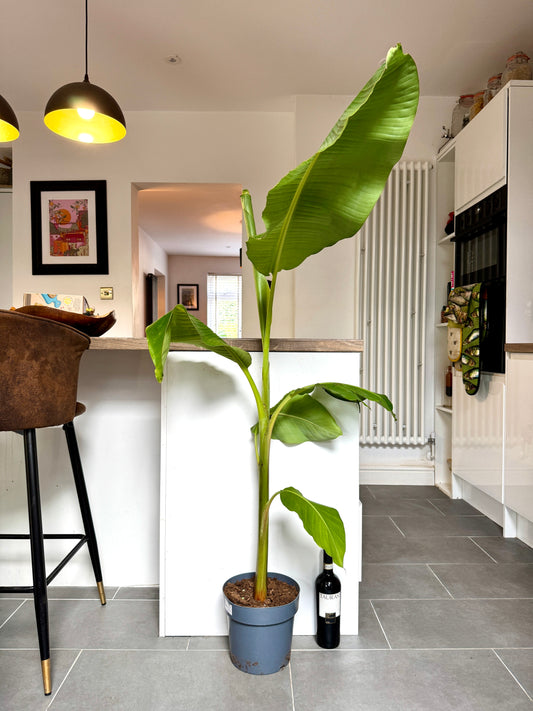 140cm Banana Tree (Musa Dwarf Cavendish)