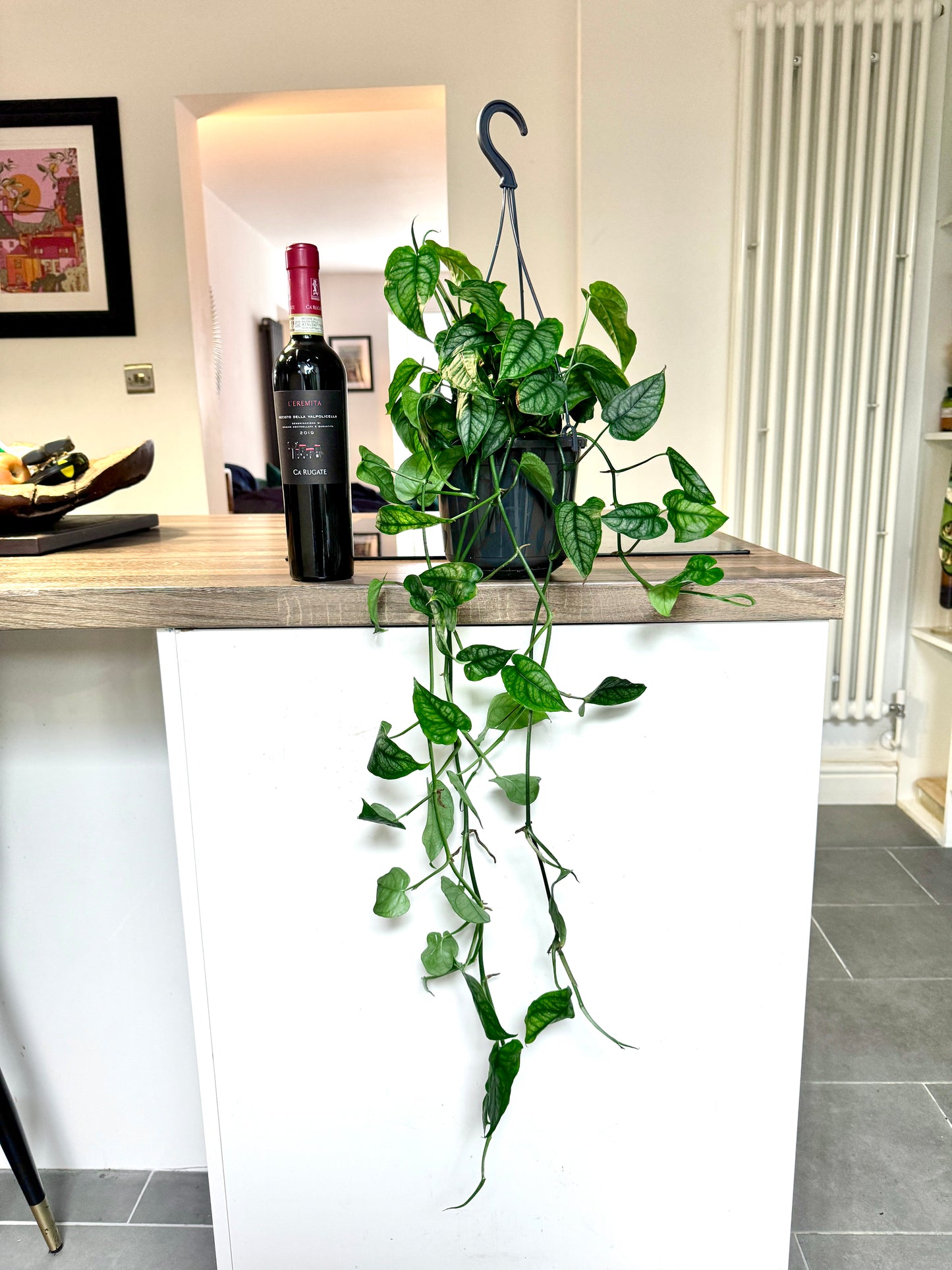 75cm Monstera Siltepecana