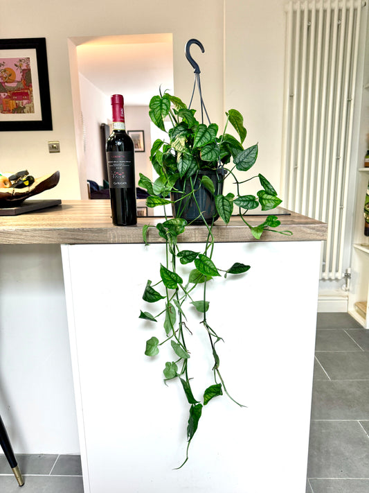 75cm Monstera Siltepecana