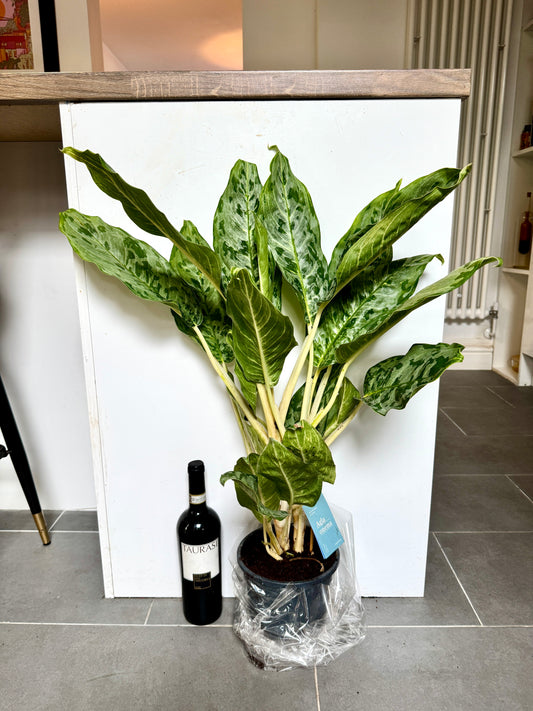60cm Aglaonema Peacock