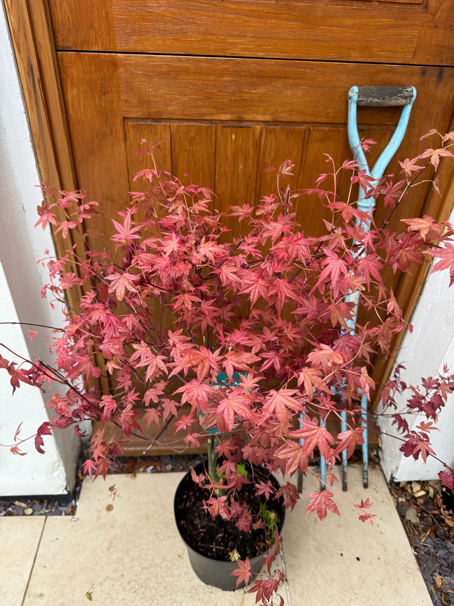 120cm Outdoor Acer Palmatum 'deshojo'