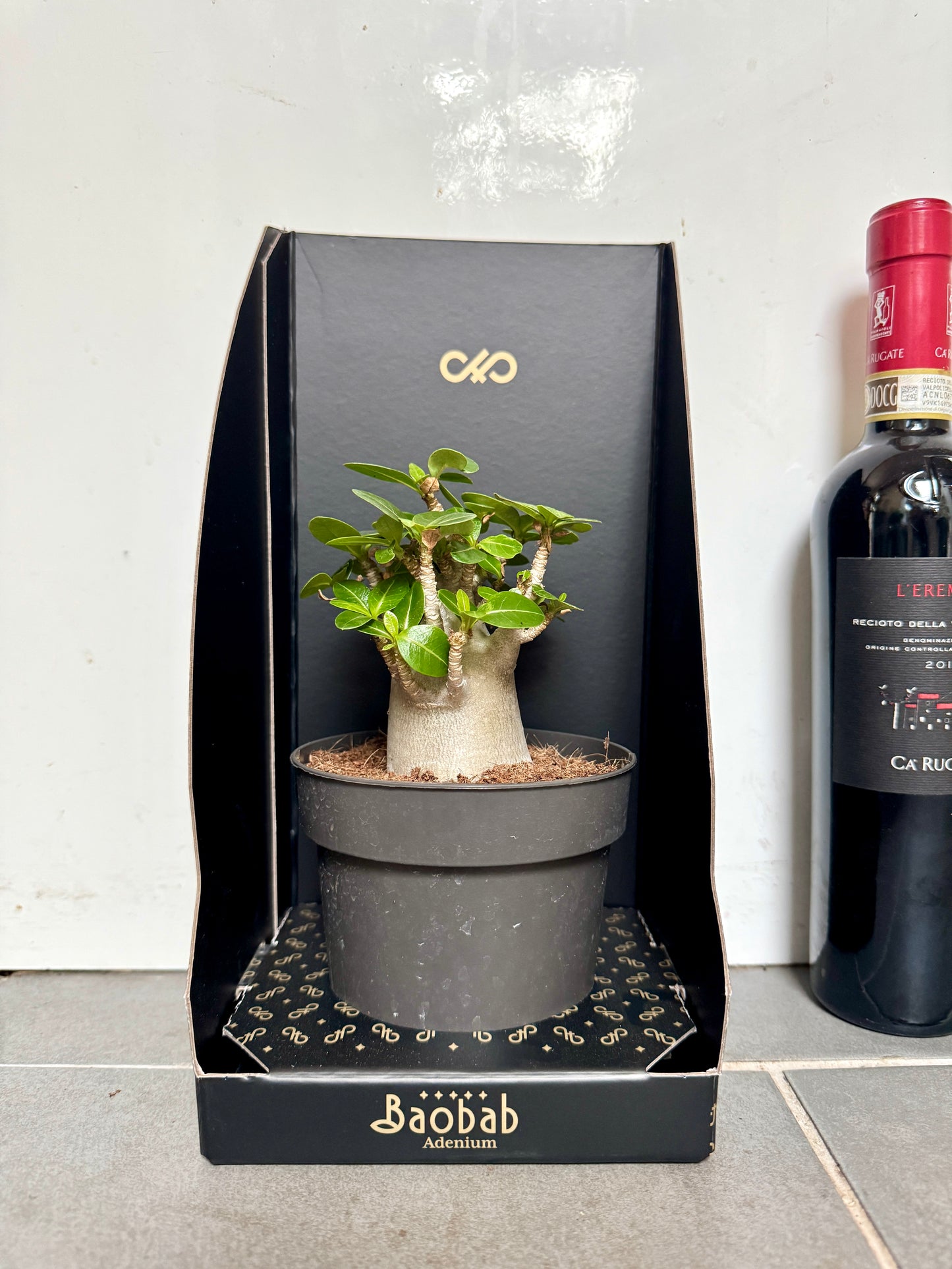 25cm Baobab Tree (Adenium)