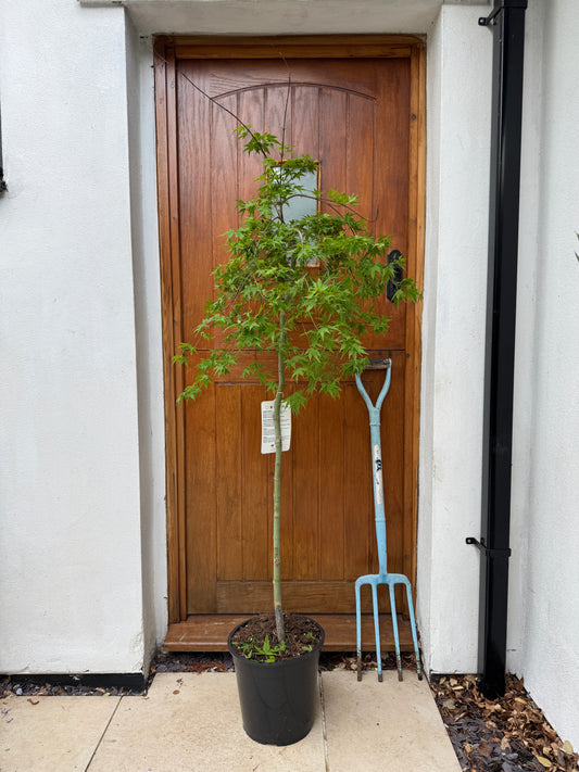 140cm Outdoor Acer Palmatum Ryusen