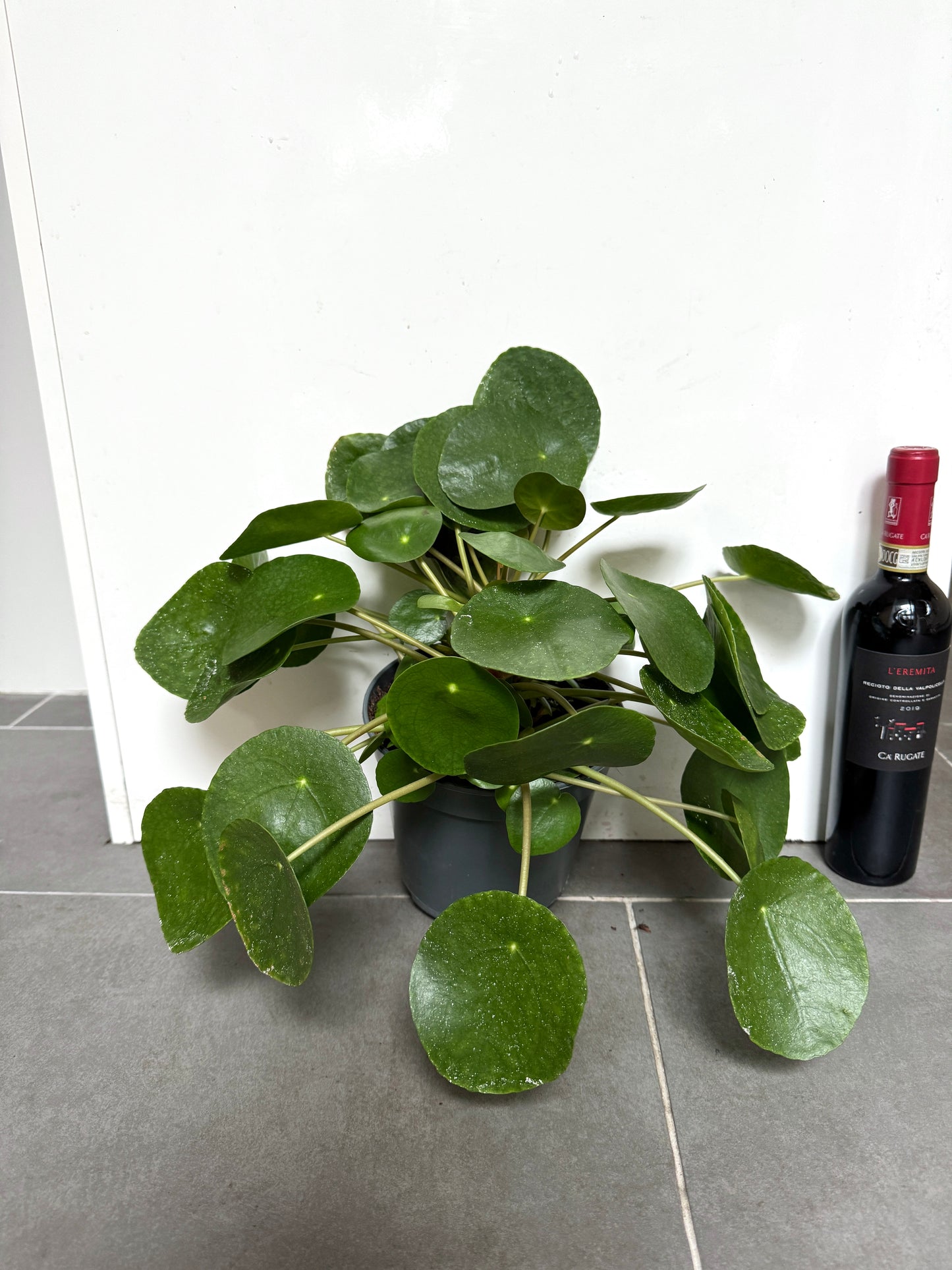 30cm Pilea Peperomiodies (Chinese Money Plant)