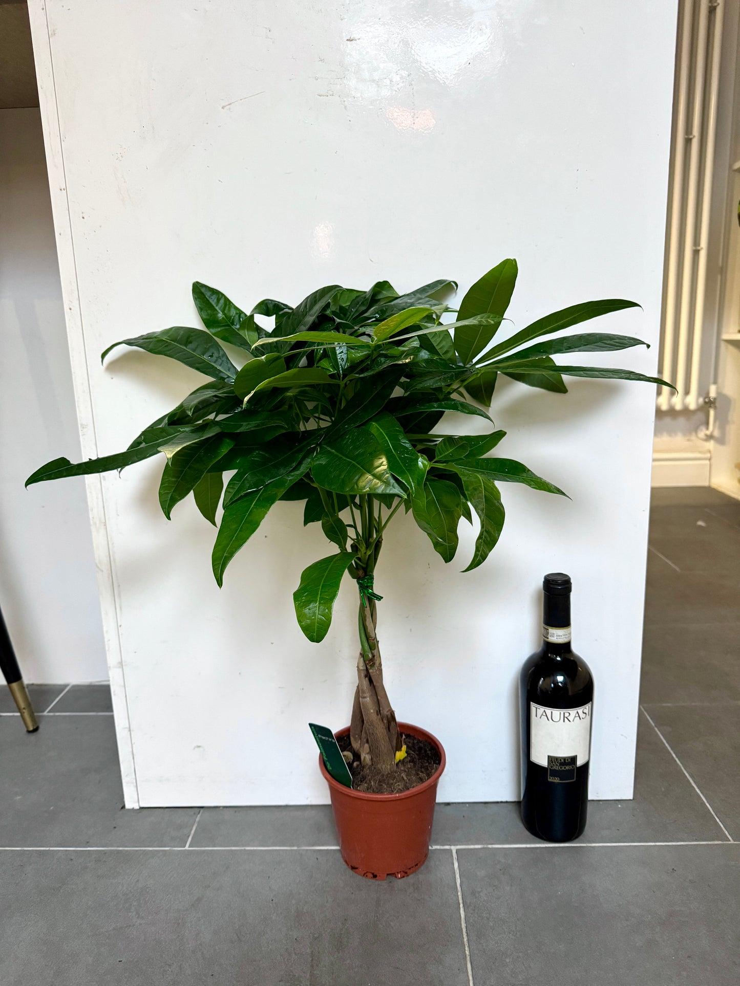 70cm Pachira Aquatica (Money Tree)