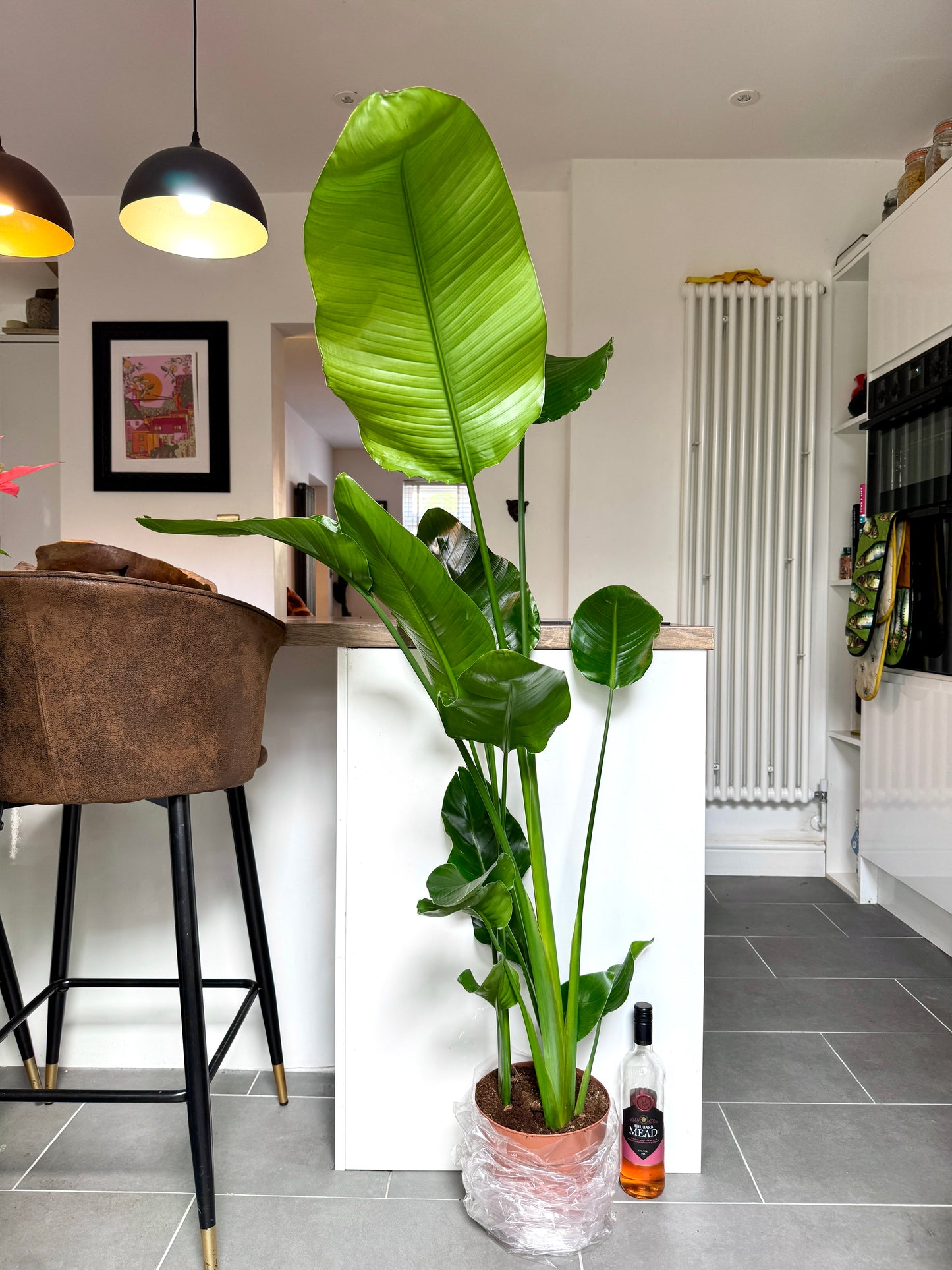 150cm Strelitzia Nicolai (Bird of Paradise)