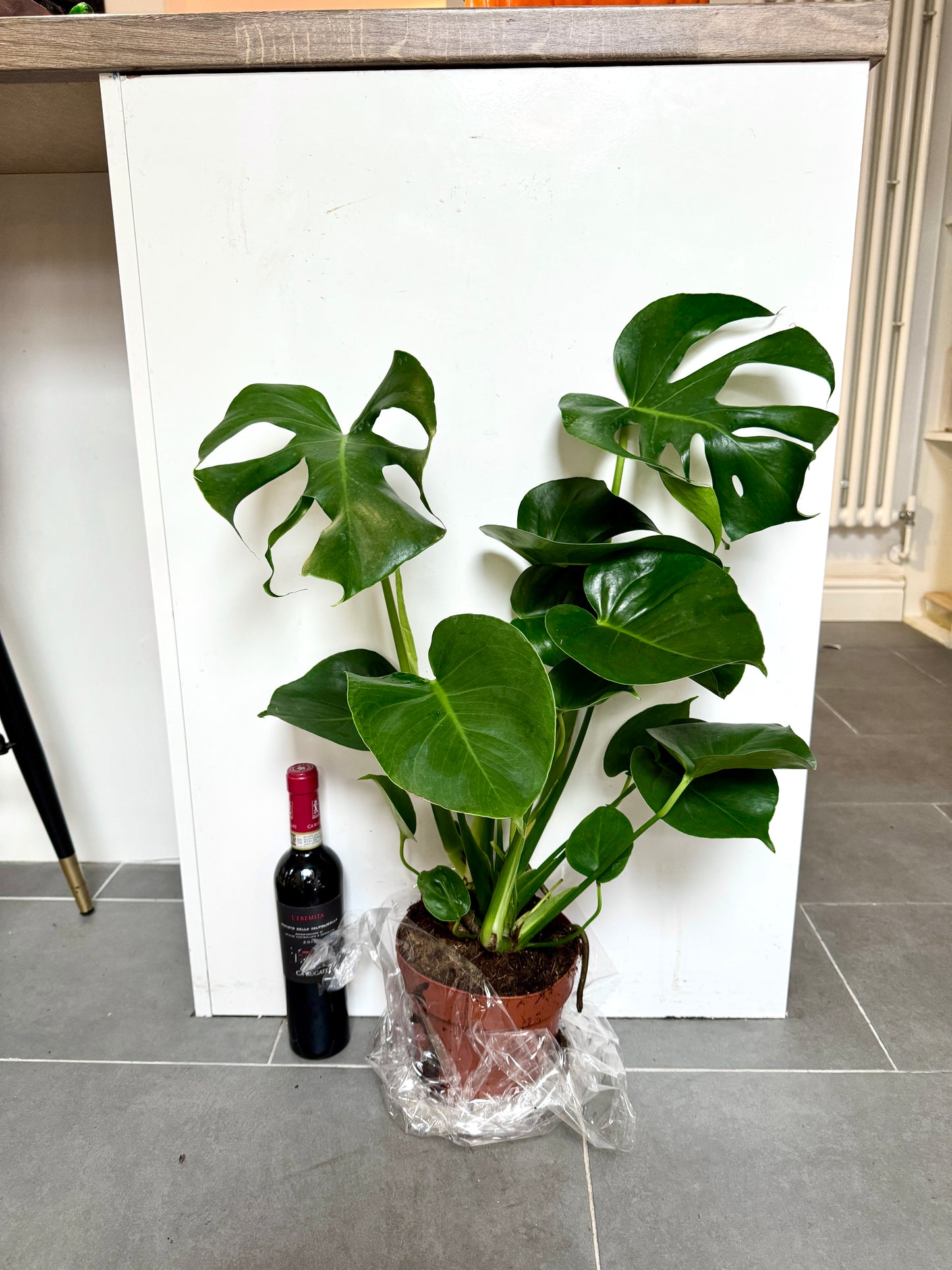 70cm Monstera Deliciosa (Swiss Cheese)