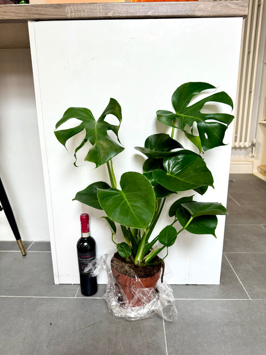 70cm Monstera Deliciosa (Swiss Cheese)