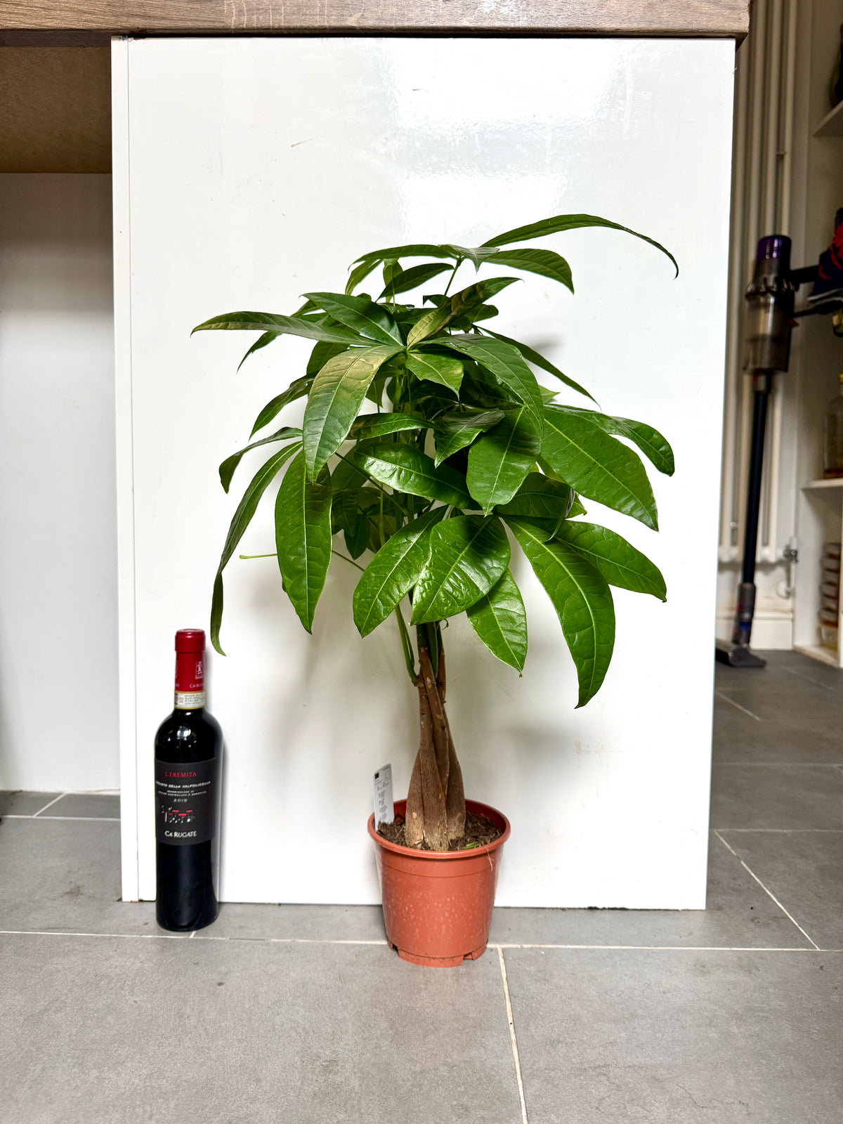 65cm Pachira Aquatica (Money Tree)