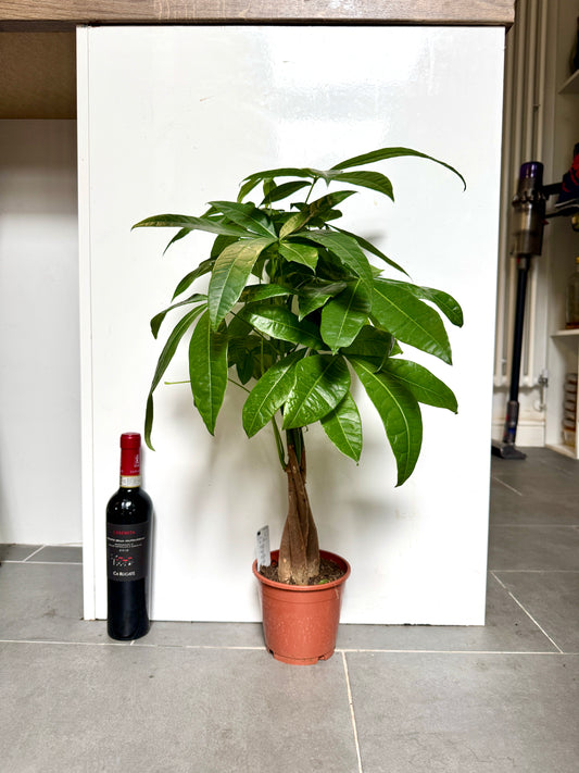 65cm Pachira Aquatica (Money Tree)