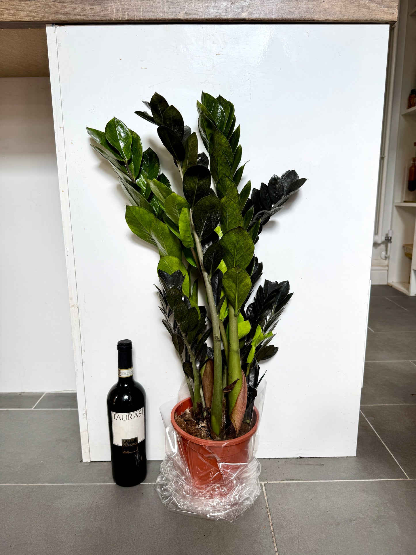 65cm ZZ Black Raven