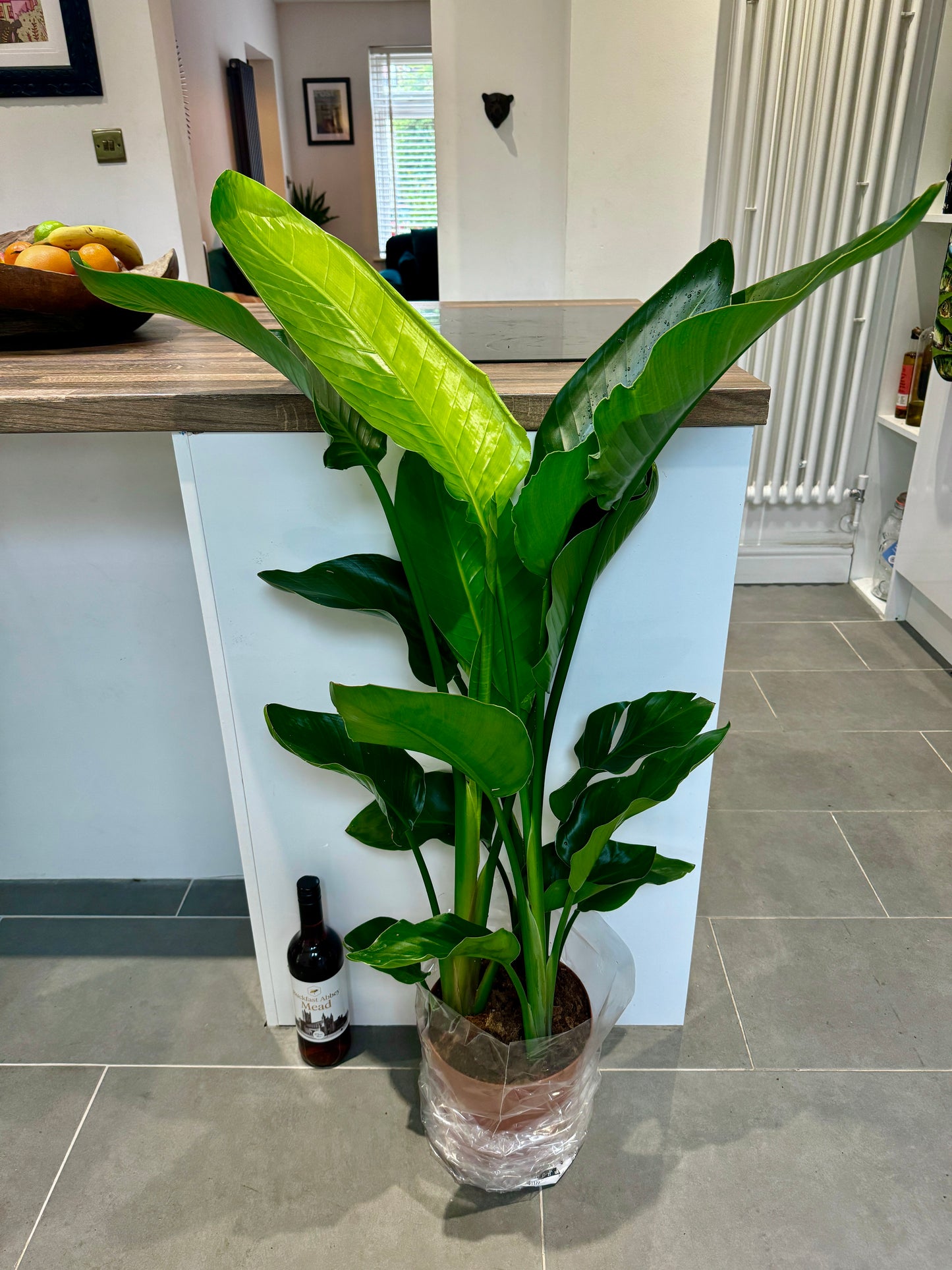 130cm Strelitzia Nicolai (Bird of Paradise)