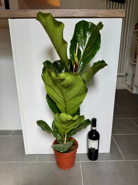 90cm Ficus Lyrata (Fiddle Leaf Fig)