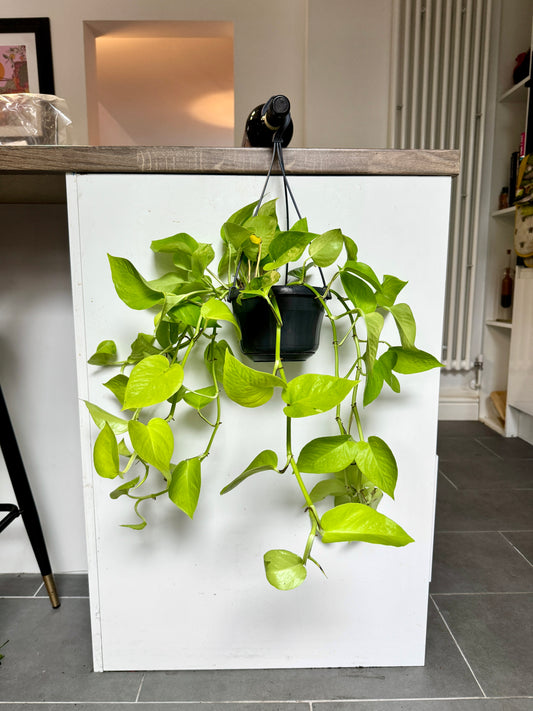 50cm Golden Pothos Devils Ivy